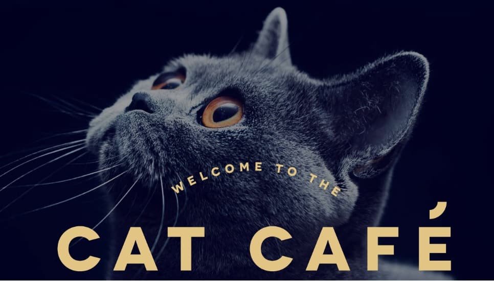 Cat Cafe Manchester