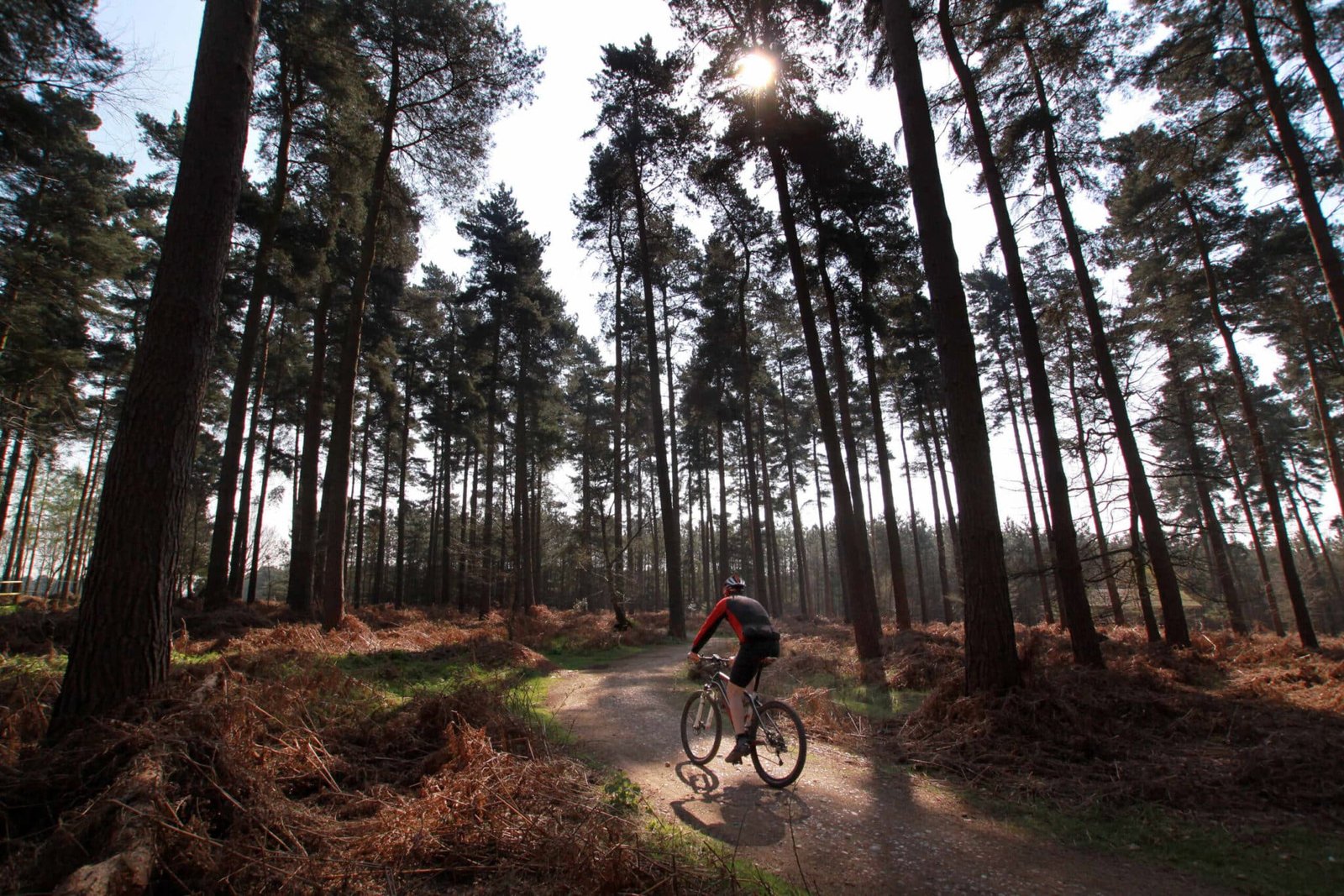Cannock Chase Forest - iVisit