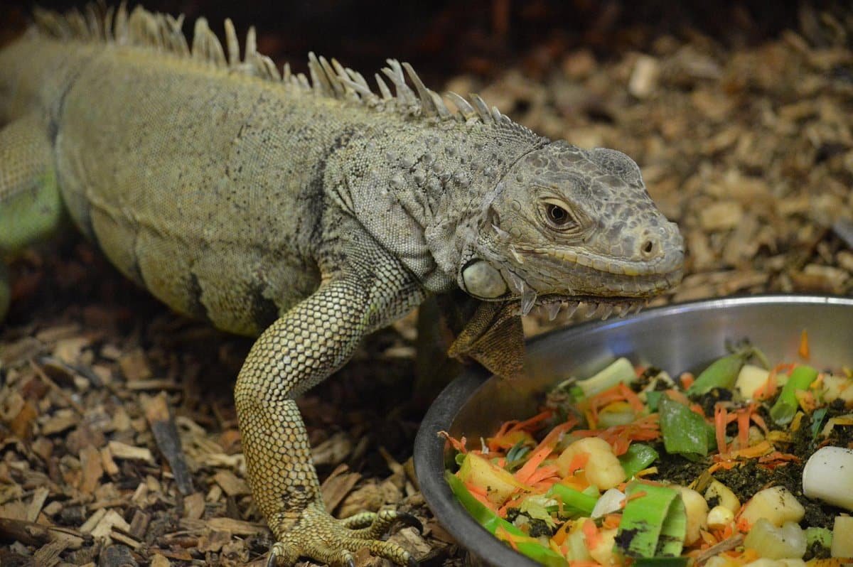 Reptile pictured at the Amazon World Zoo