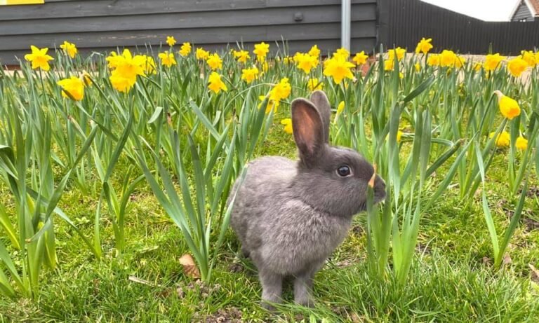 Bunny rabbit at Easton Farm Park