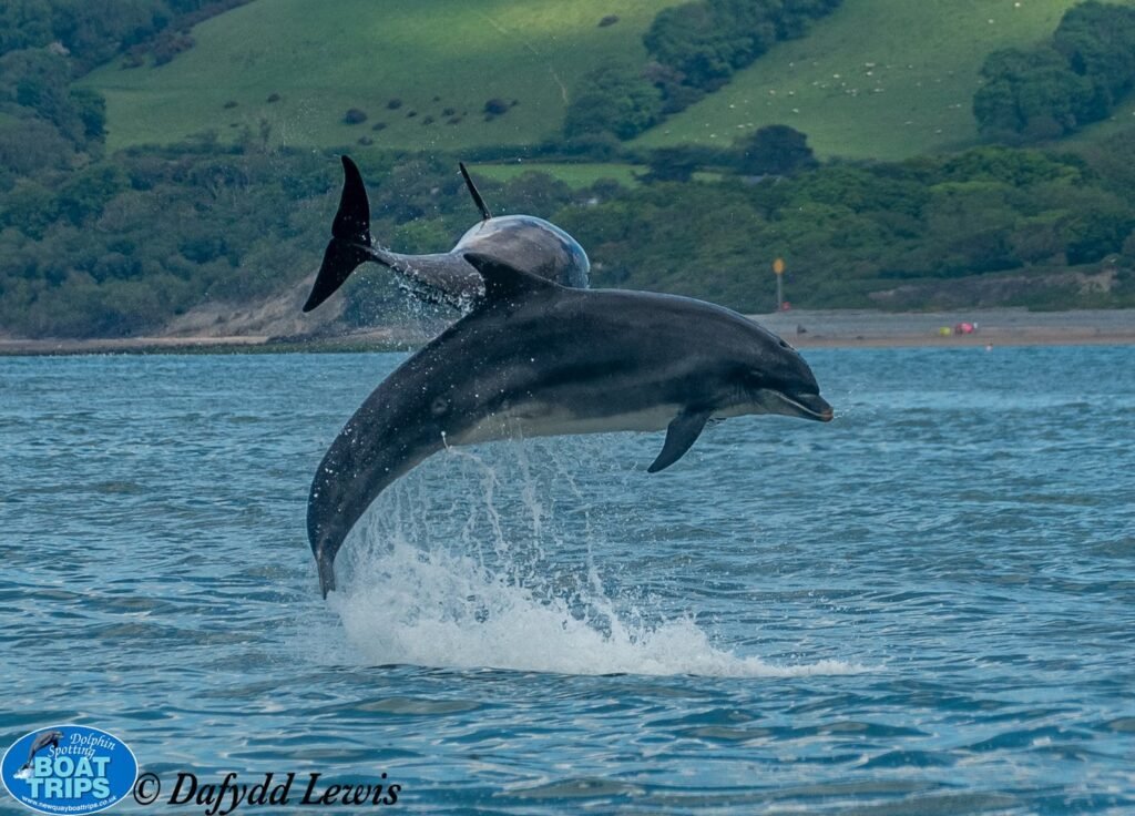 Two Dolphins emerging from the water.