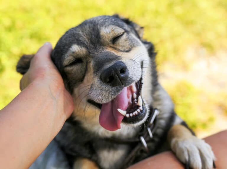 Happy dog with tongue out