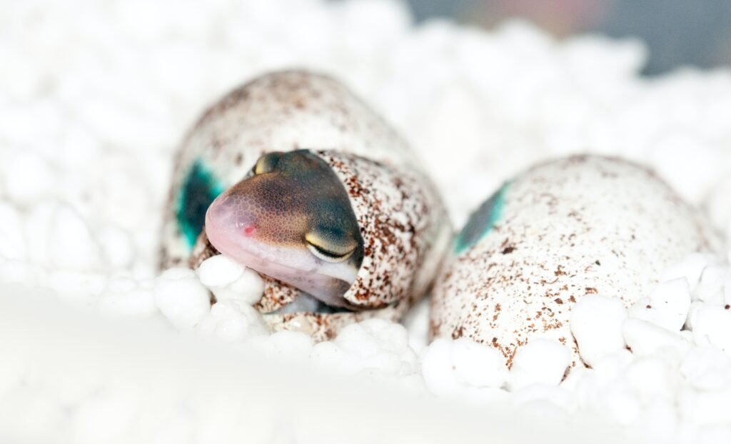 African Fat-Tailed Gecko