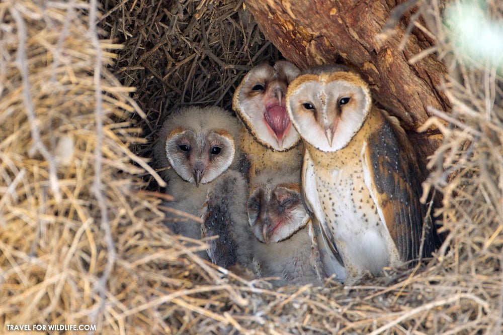 African Barn Owl