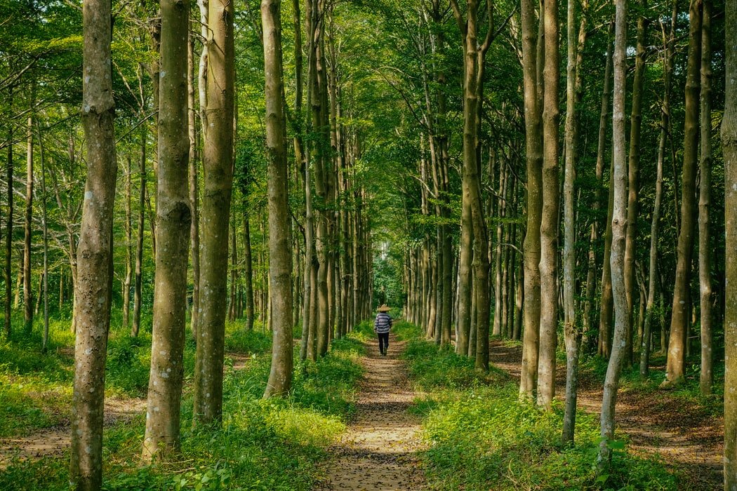 Man walking through the forest