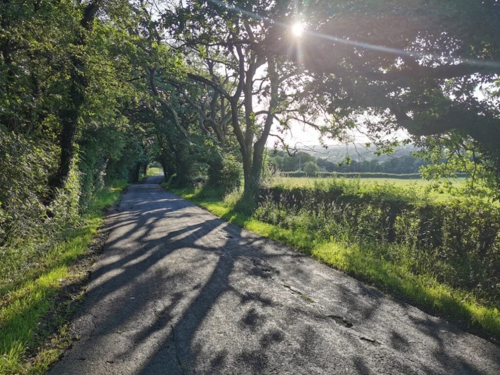 Sun shining through the trees with long walking trail