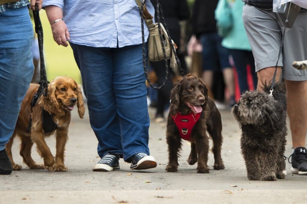 Dogs at Raby Castle