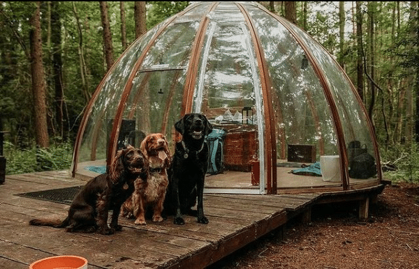 Dogs at 360° Clear Unidomes | Glamping Holiday