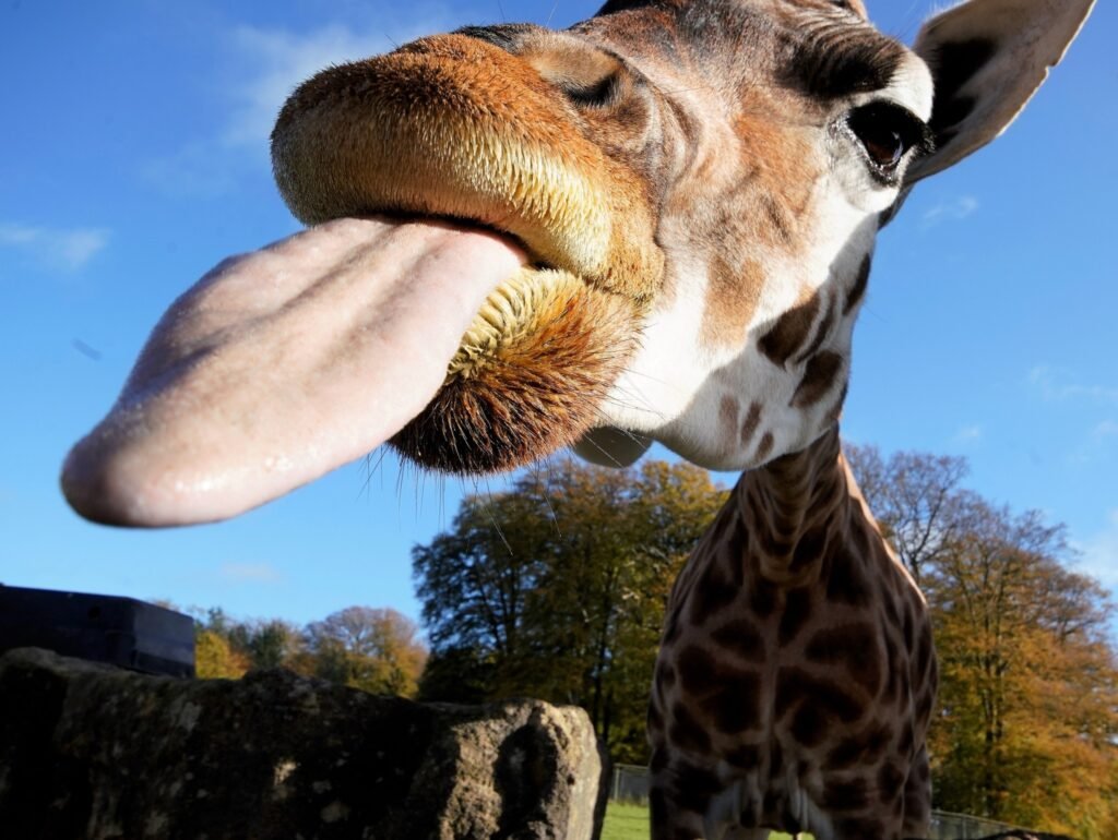 famous safari park uk