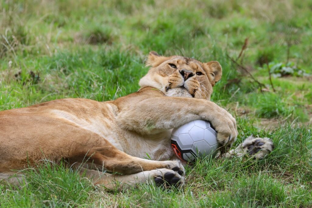 safari parks in england map